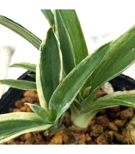 Amazon｜（観葉植物）ムラサキオモト 3．5号（1ポット）オーロラ